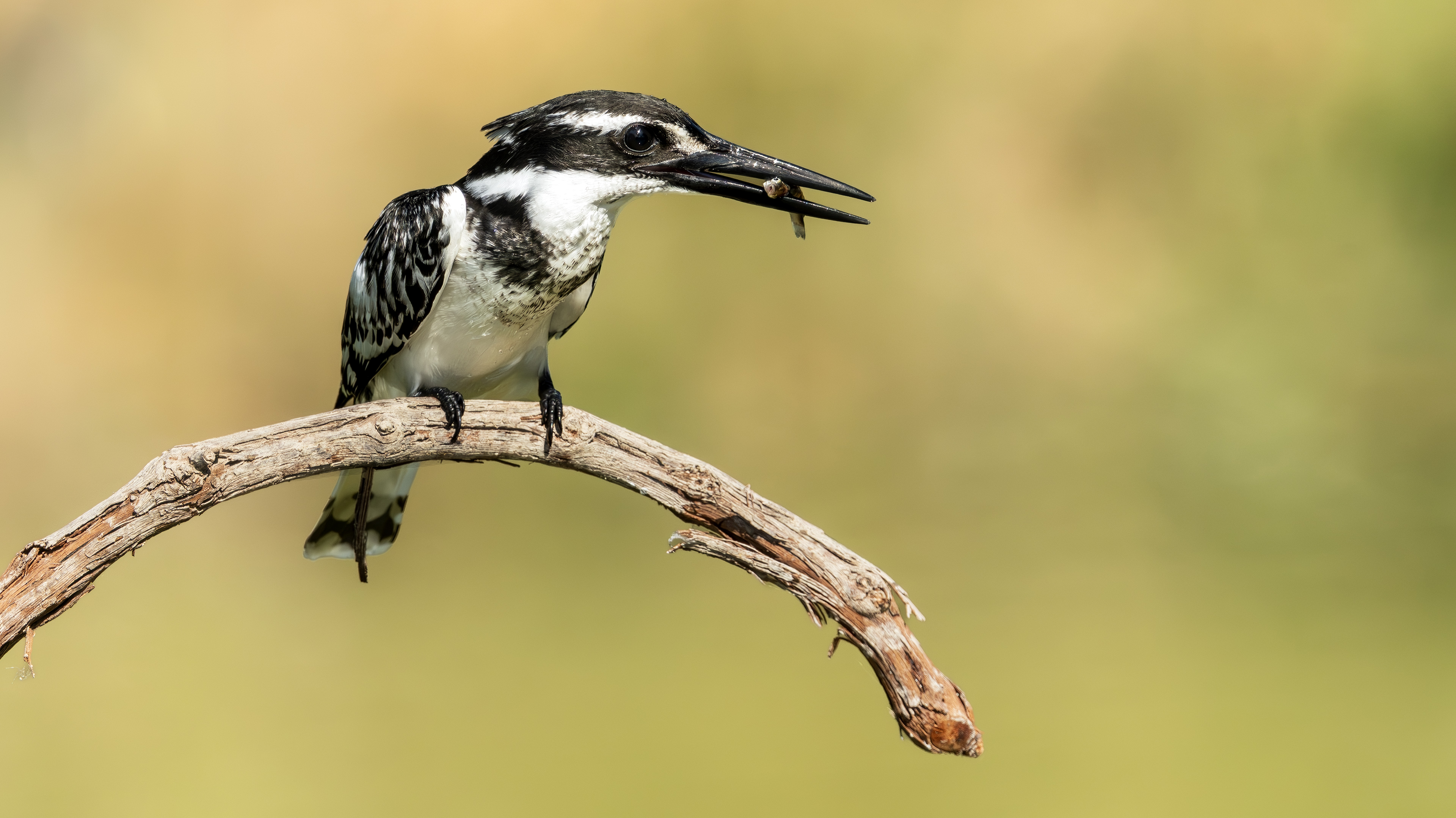 Pied Kingfisher